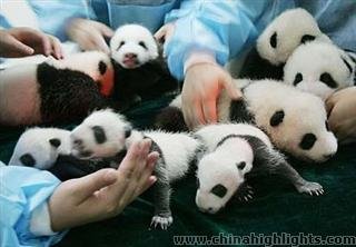 Chengdu Panda Base