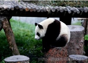 Half Day Chongqing Classic Tour