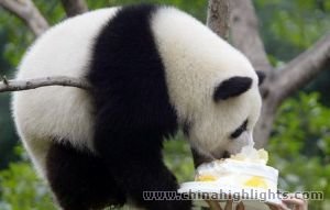 Panda Room in Chongqing Zoo