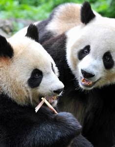 Chongqing Attractions