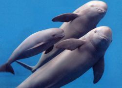 Yangtze River Dolphins