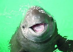 Yangtze River Dolphins